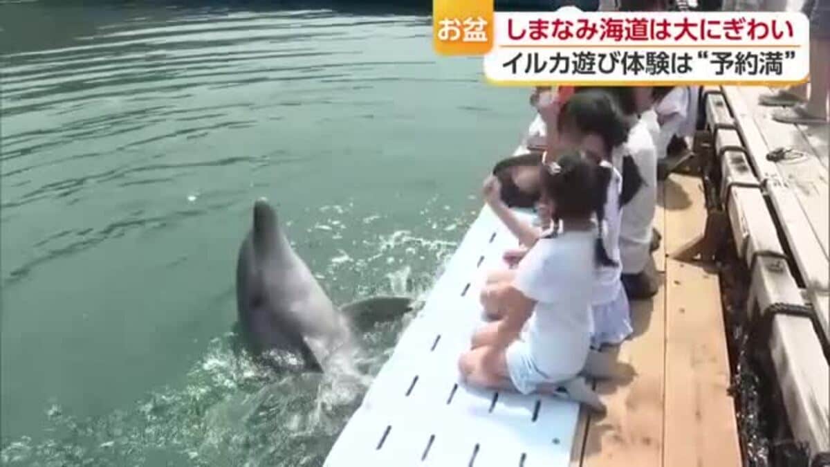 子供たちより触りたかった」イルカふれあい施設が予約埋まるほど人気