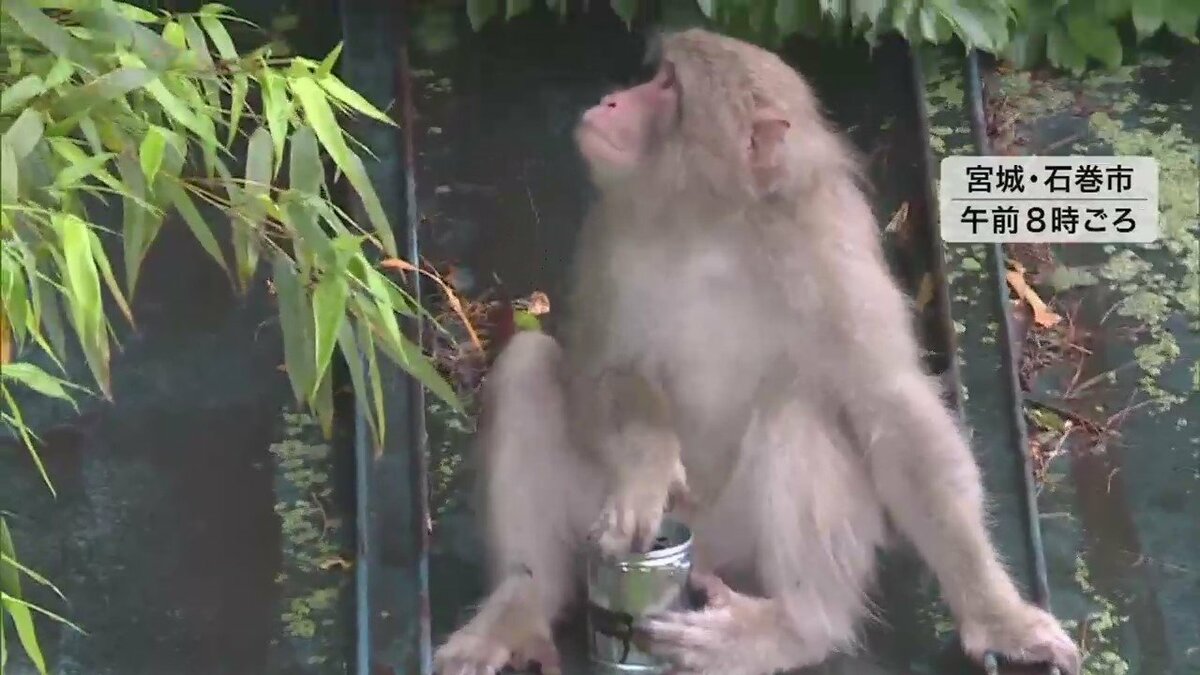 お猿さんの絵が描かれている灰皿です。