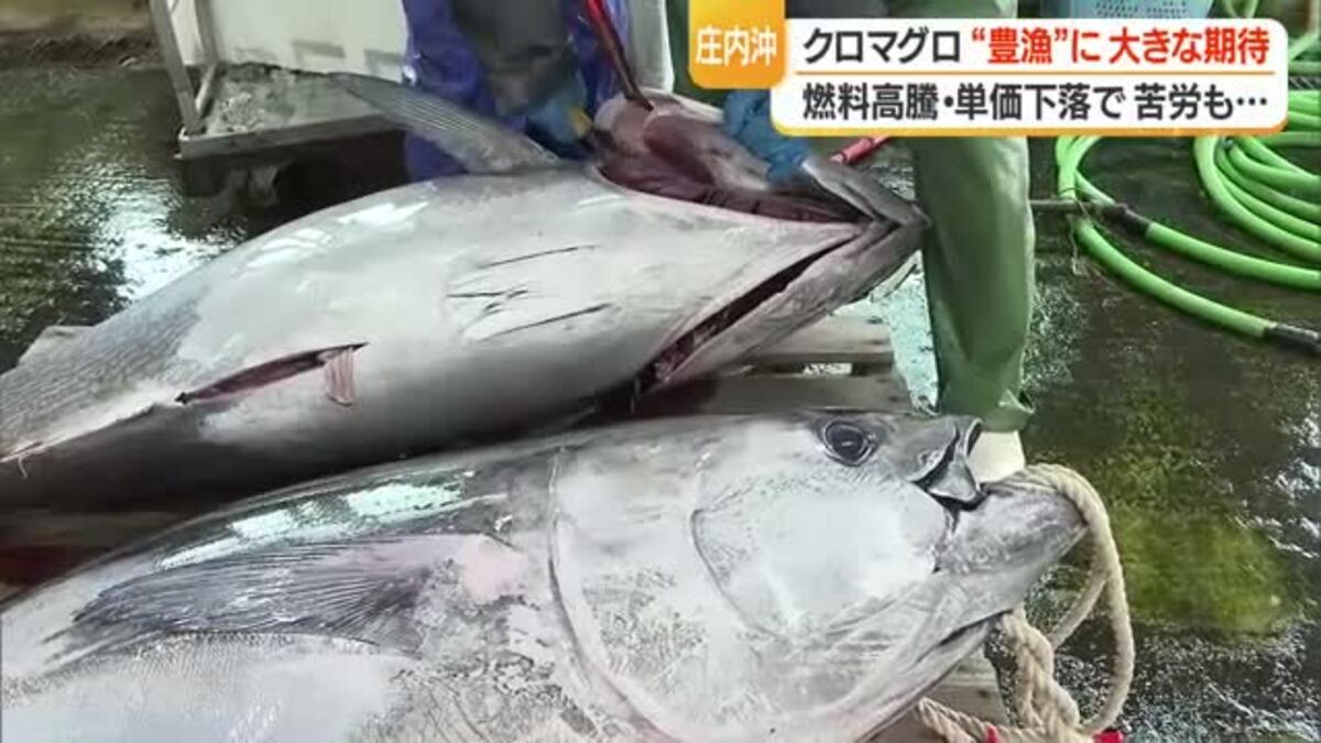 庄内沖でクロマグロ豊漁・ブランド化に期待も平均単価下落・年間漁獲枠