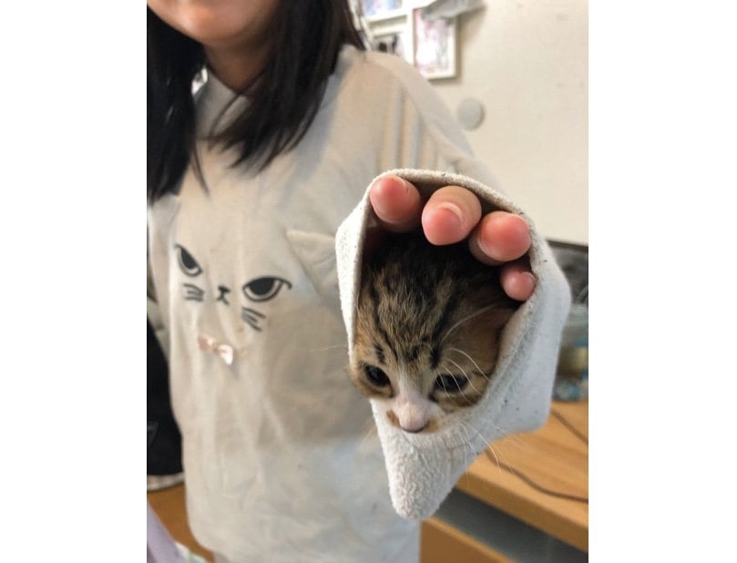 パジャマの袖口が落ち着く? 顔を出す子猫に癒されるu2026どうやって入った 