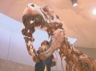 6700万年前の化石など…年末恒例の「恐竜大掃除」約30人が はけやブラシなどで汚れ落とす 豊橋市自然史博物館