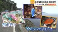 “海の宝石”ウミウシ　写真映え人気でダイバーら熱視線　越前町では町おこしの観光資源に
