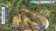 「たけのこ」に異変? “当たり年”のはずが例年の3割以下…少雨とイノシシ・ウサギによる食害が影響【広島発】