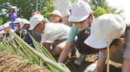 松本市の小学生が「松本一本ねぎ」の定植　伝統野菜の魅力を感じて　「チャーハン、鍋、ギョウザにして食べたい」