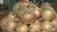9月頃まで続く?タマネギ高値… おいしいタマネギを見分けるポイント【新潟発】