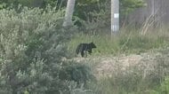 久慈港にクマ出没し駆除、遠野市では緊急銃猟実施　岩手県内各地でクマ出没相次ぐ