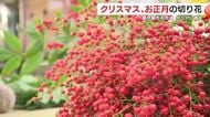 「2025年は買いやすい価格帯に」　鹿児島市の花市場で切り花の取り引き盛況　ダリアや南天など「縁起物」約17万本が並ぶ
