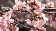北日本は“春の嵐”も関東は春本番の暖かさ　各地で早咲き桜が見頃に　潮干狩りや“お城まつり”、酒イベントなど春のにぎわい広がる
