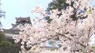桜の“ダラダラ開花”には理由があった！？100年後には咲かない可能性も…今年の「異変」を専門家が考察