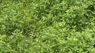 “地球上最悪の侵略的植物”ナガエツルノゲイトウが大量繁殖　田んぼや水路で被害　対策にクウシンサイで実証実験　佐賀市