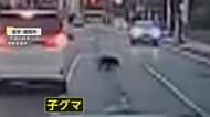 「うそ!こんな街中で」銀行駐車場に子グマ侵入…岩手大学構内でも目撃「身の危険感じる」 秋田県知事は自衛隊派遣を要請