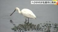 沖縄ではめったに見られない！ヘラサギが飛来　名護市の奈佐田川で羽休め