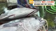 庄内沖でクロマグロ豊漁・ブランド化に期待も平均単価下落・年間漁獲枠・物価高騰など課題山積　山形