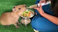 すくすく育ってます! カピバラの赤ちゃん コロンビア