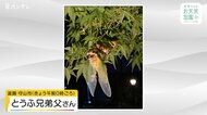 【お天気図鑑】セミの羽化（滋賀・守山市）