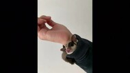 袖からひょっこり 抜群の癒し力でほっこり 鳴き声は「ワンワン!」声の主は?(島根県)
