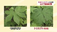 店で“おひたし”食べた2人が救急搬送…山菜に『トリカブト』混ざる 食用のモミジガサと間違えやすいワケ
