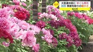 大型連休前に松江市の観光庭園で早くも牡丹が満開 季節先取りの暖かさに困惑(島根・松江)