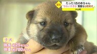 赤ちゃんが生まれたよ!ふわふわコロコロ…希少犬種・山陰柴犬に新たな命誕生(鳥取・大山町)