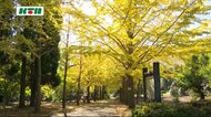 長崎県五島市の鬼岳樹木園でイチョウ並木が見ごろ