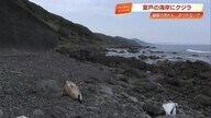 室戸市の海岸にクジラ漂着、一時は破裂の恐れも…体長2.2ｍの「カズハゴンドウ」【高知】