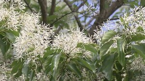 ナンジャモンジャの花見ごろ 福井県総合グリーンセンター
