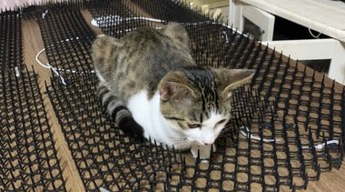 痛くないの? トゲトゲの“猫よけシート”に乗っちゃう猫の表情がクール…「うちの子も乗る」の声続々!