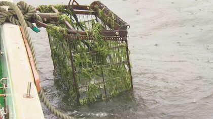 漁師が長年「困った…」宍道湖の水草問題　廃棄から再利用へ…燃料化で進む地域循環と持続可能性への模索【島根発】