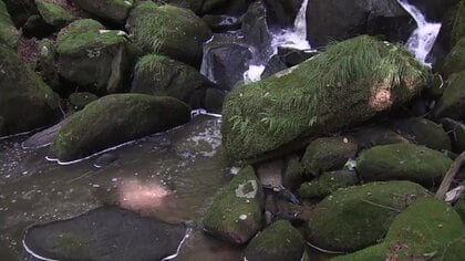 ひどい濁りと悪臭…養豚場からの“ふん”と“尿”で川が汚染　稲が枯れる被害に農家は悲鳴　原因は処理施設の故障か