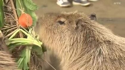 りんごに小松菜…大好物いっぱいの「ベジタブルツリー」でカピバラもクリスマス気分 3頭の赤ちゃんも