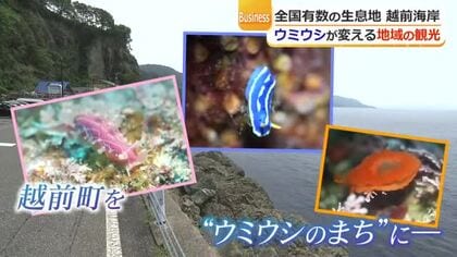 “海の宝石”ウミウシ　写真映え人気でダイバーら熱視線　越前町では町おこしの観光資源に