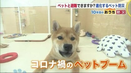 災害時、ペットと避難出来る？　飼い主が責任持って備えを　ペット用防災グッズも進化【北海道発】