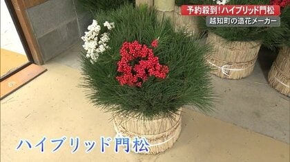 予約殺到　造花と本物を組み合わせた「ハイブリッド門松」　耐久性もUP！【高知発】