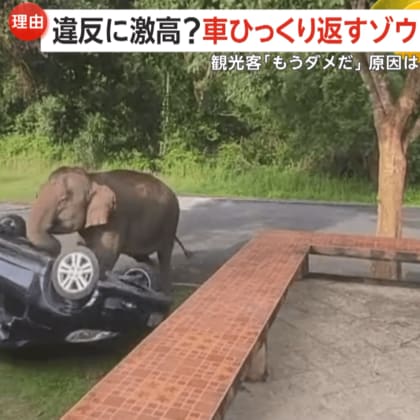 子どもは号泣「もうダメだ！もうダメだ！」ゾウが“駐車違反”車両を鼻でひっくり返す…料理の匂い原因か　タイ・カオヤイ国立公園
