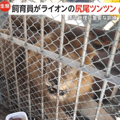 いたずら？ライオンの尻尾を飼育員がツンツン！実は体調管理に重要な採血トレーニング…訓練の結果は？　福岡市動物園
