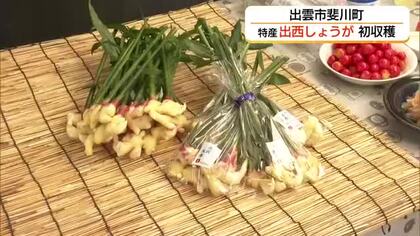 繊維が少なくキレのある辛み…出雲の伝統野菜「出西しょうが」初収穫　4トンの出荷目指す（島根）
