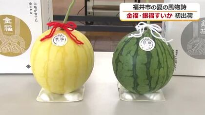 年々、人気高まる…皮が黄色く中は赤い「金福すいか」　皮が緑で中は黄色い「銀福すいか」出荷始まる　26日には秋篠宮家に献上
