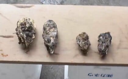 冬の味覚「カキ」　生産量“日本一”広島県で危機的状況　温暖化などで生育不良に　出荷数激減で人気イベントも中止