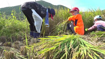 小学生が実りの秋を体感　五島の小学生が育てた稲を刈取り