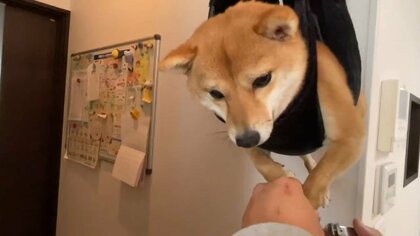 ハンモックに乗ってじっとする柴犬…爪切りがスムーズにできた! 飼い主に様子を聞いた