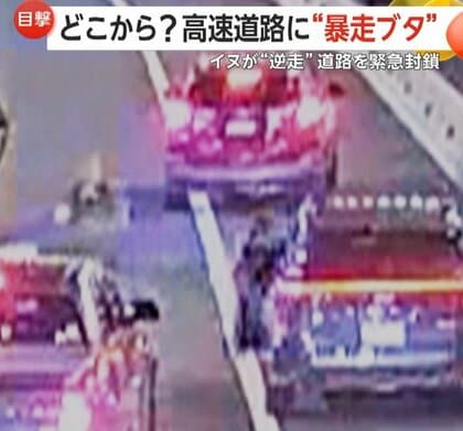 どこから？高速道路に“暴走ブタ”…挟み撃ちで“拘束”　トンネル“逆走イヌ”は自らパトカー後部座席に乗り込む　アメリカ