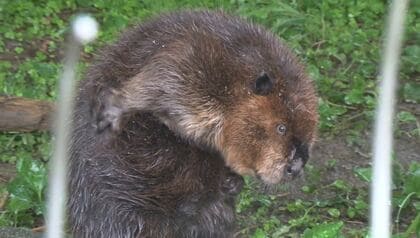 SNSで話題　ビーバーの「おじさんぽい仕草」　“お腹ポリポリ”…そのワケは？【長野発】