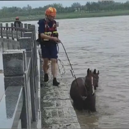 「小さな馬も2頭いる！」氾濫した川に馬の親子4頭が孤立　記録的豪雨で取り残される…救助劇の“一部始終”　中国・河南省