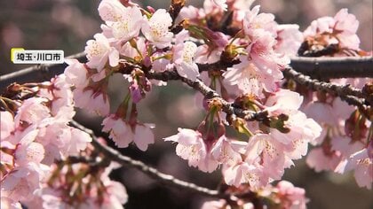 北日本は“春の嵐”も関東は春本番の暖かさ　各地で早咲き桜が見頃に　潮干狩りや“お城まつり”、酒イベントなど春のにぎわい広がる