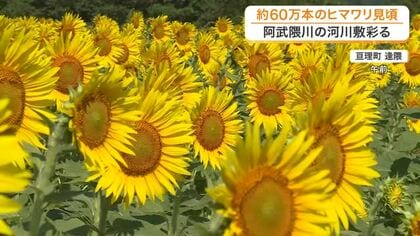 阿武隈川の河川敷に広がる６０万本のヒマワリが見頃に　電車との美しい風景や摘み取りも楽しめる〈宮城〉