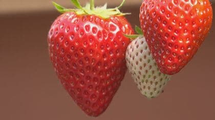  「いちご博士」になろう！八ヶ岳農業大学校でツアー　試食しながら楽しく学ぶ　長野・原村