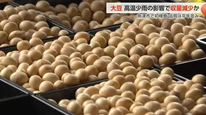 大豆初検査、合格判定も夏の高温少雨の影響で「青立ち」発生　収獲2週間遅れ 収量減少の見通し
