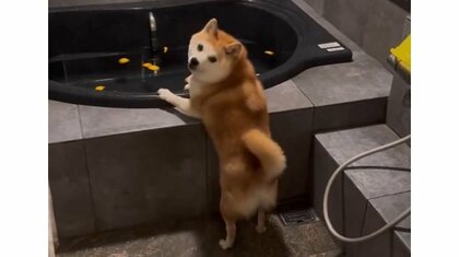 「どうしても入りたい」柴犬が懸命にジャンプや横歩きする姿がかわいい…その後はどうなった？続きを飼い主に聞いた