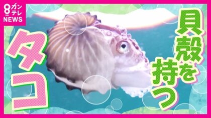 『珍魚ハンター』も「何じゃこりゃ！」　珍しい魚『タコブネ』が和歌山の海岸に　海水温上昇の影響か