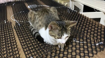 痛くないの? トゲトゲの“猫よけシート”に乗っちゃう猫の表情がクール…「うちの子も乗る」の声続々! 
